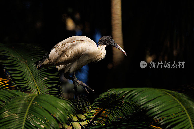 Threskiornis moluccus，澳大利亚白鹮